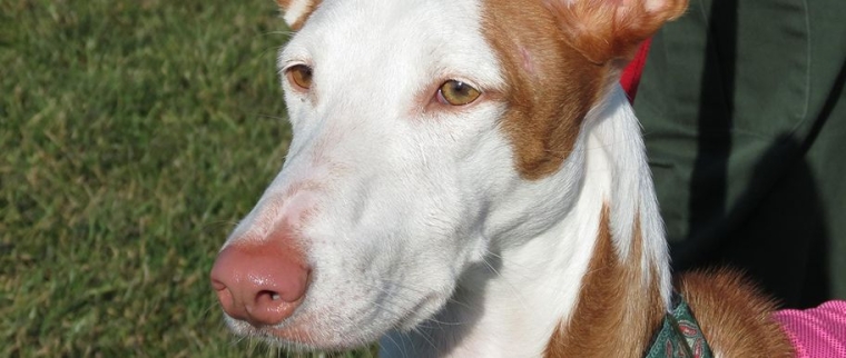 podenco d’Ibiza